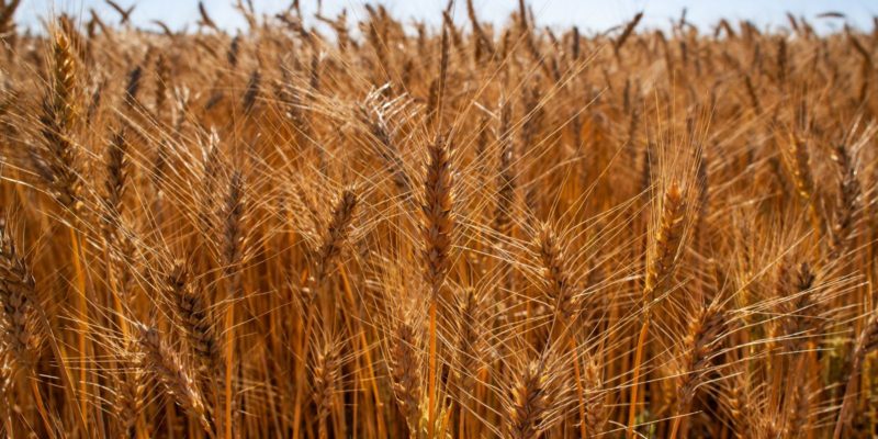 Queda nas safras leva à retração da Região Sul no primeiro trimestre