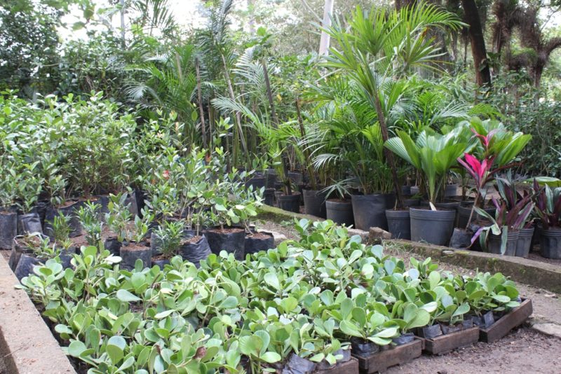 São Gonçalo ganha novas cores com ações de paisagismo