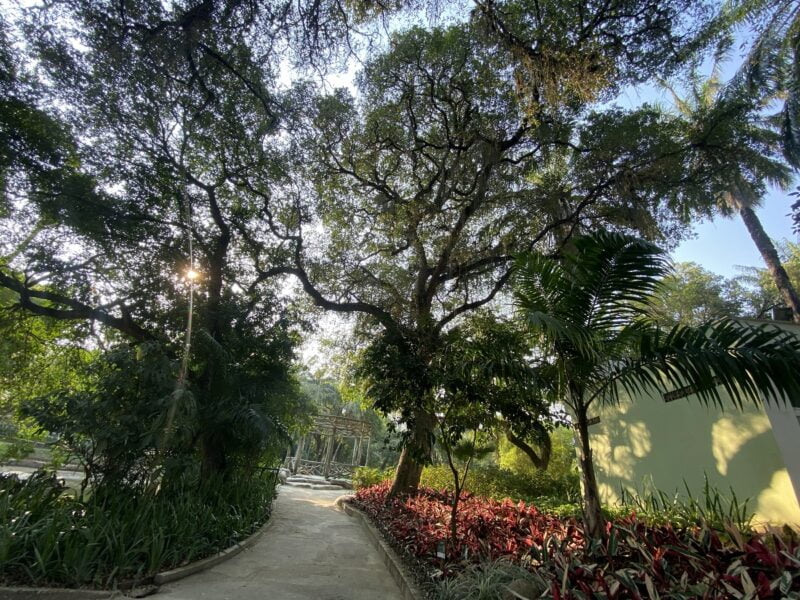 Censo inédito mapeia todas as árvores do Campo de São Bento e dos hortos do Fonseca e do Barreto – Prefeitura Municipal de Niterói