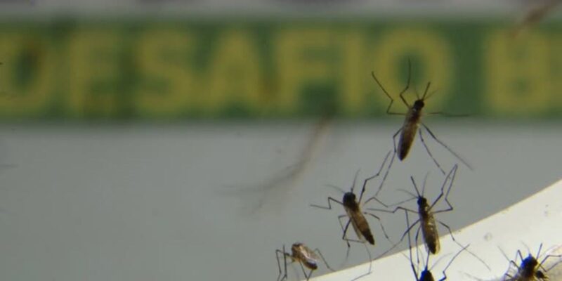 Casos de dengue aumentam 300% e causam 14 mortes no Rio em 2022