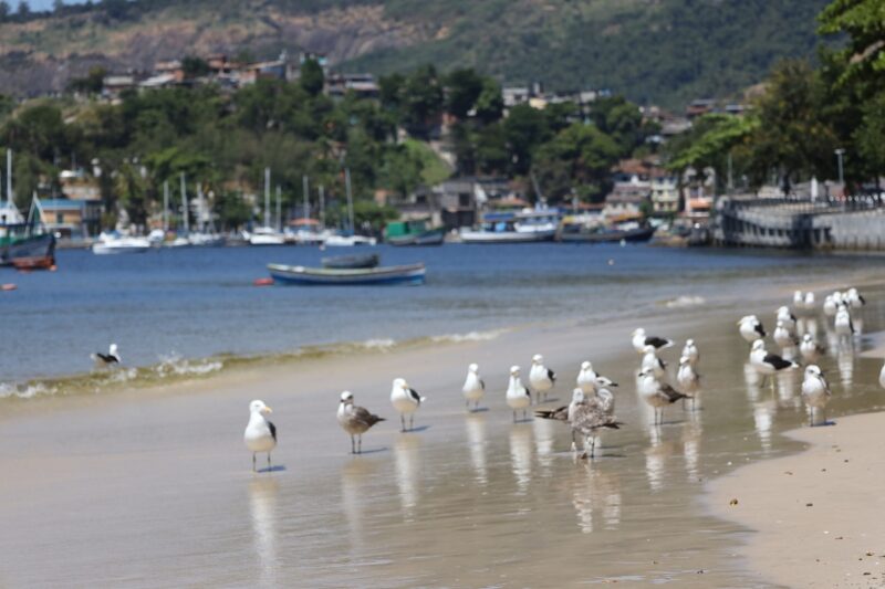 Biodiversidade faunística da Enseada de Jurujuba tem mapeamento confirmado – Prefeitura Municipal de Niterói