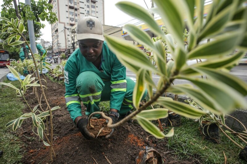 Prefeitura está plantando milhares de mudas de plantas em Niterói  – Prefeitura Municipal de Niterói