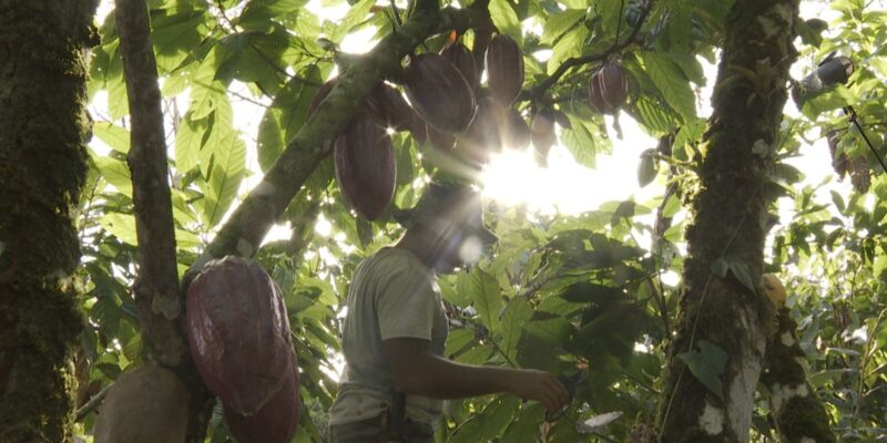 Cacau da Bahia ressurge como zona cacaueira