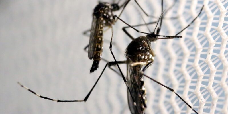 Dia Nacional de Combate ao Aedes aegypti é celebrado neste sábado