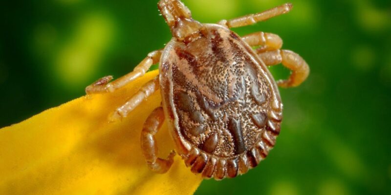 Adolescente com suspeita de febre maculosa morre em Campinas