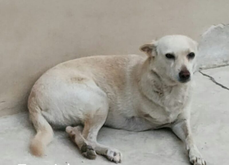 IVISA-Rio faz campanha para estimular adoção de animais especiais – Prefeitura da Cidade do Rio de Janeiro