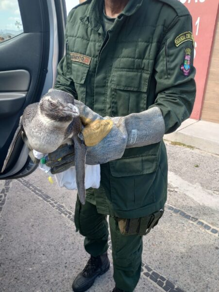 Guarda Municipal de Niterói resgata pinguim na Praia de Piratininga neste sábado (15) – Prefeitura Municipal de Niterói