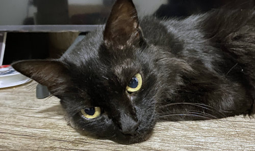 São Gonçalo abre inscrição para castração de cães e gatos