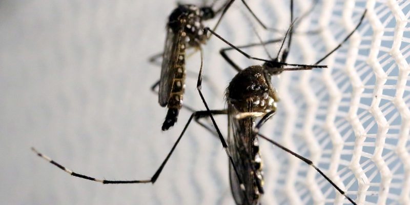 Rio de Janeiro registra caso de dengue tipo 4