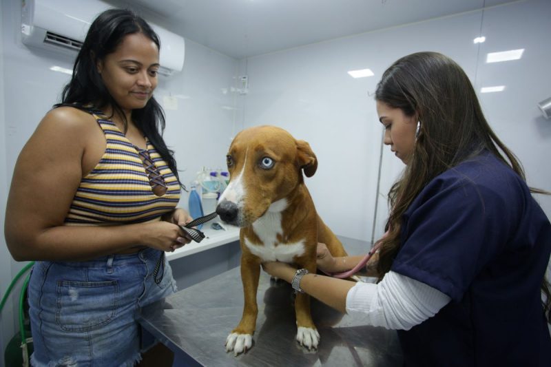 Prefeitura de Niterói vai microchipar 100 pets neste sábado (2) no Horto do Barreto – Prefeitura Municipal de Niterói