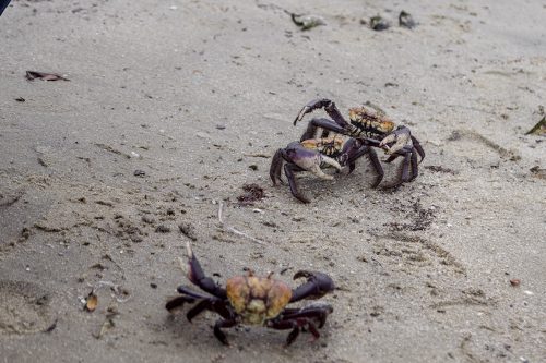 Meio Ambiente alerta para defeso do caranguejo-uçá fêmea