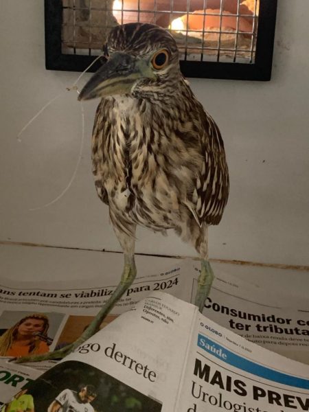 Meio Ambiente reinsere animais na natureza
