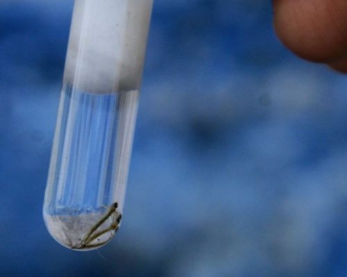 São Gonçalo faz levantamento sobre Aedes aegypti