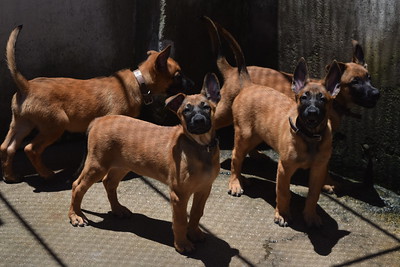 Guarda Municipal ganha novos cães para reforçar a tropa do canil – Prefeitura da Cidade do Rio de Janeiro