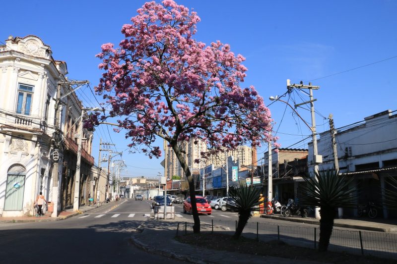 Niterói ganha selo internacional de “Cidade Árvore do Mundo” – Prefeitura Municipal de Niterói