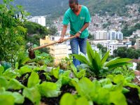 Produção local pode melhorar alimentação em centros urbanos