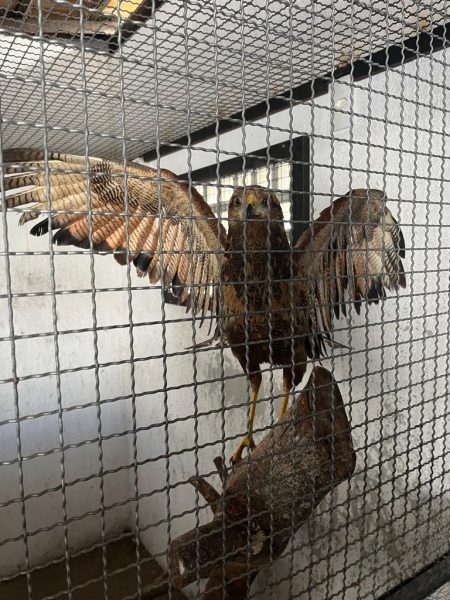 Meio Ambiente resgata e reabilita animais silvestres em São Gonçalo