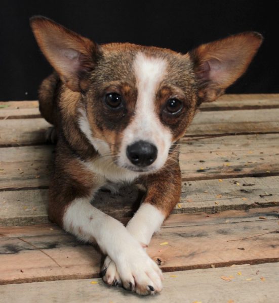 Campanha de adoção de animais acontece neste domingo, em Copacabana – Prefeitura da Cidade do Rio de Janeiro