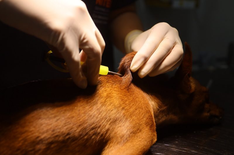 Ação Animal chega no Vital Brazil com cuidados gratuitos para pets – Prefeitura Municipal de Niterói