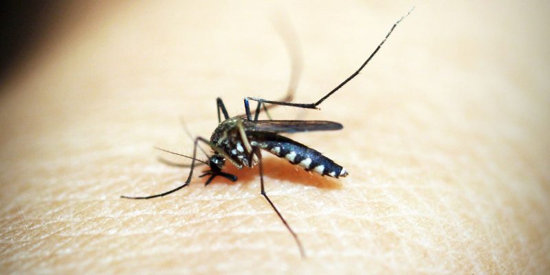 Saúde discute plano de enfrentamento da dengue