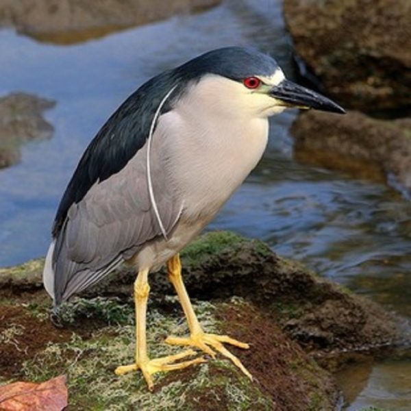 Guia de Aves será lançado neste sábado (08) no Campo de São Bento – Prefeitura Municipal de Niterói