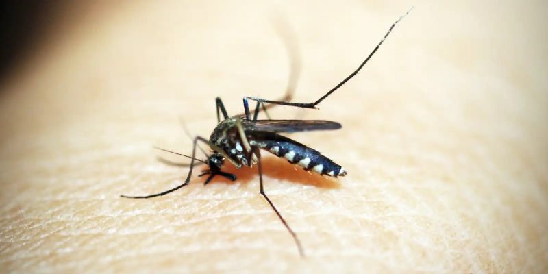 Governo do Rio decreta fim da epidemia de dengue