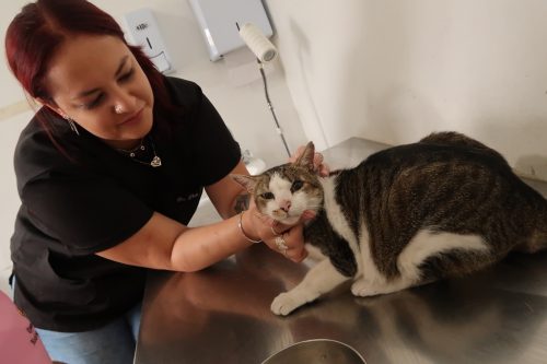 São Gonçalo tem mais 576 vagas para castração de animais