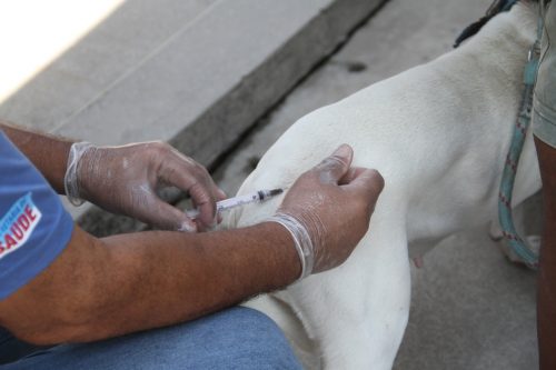 São Gonçalo vacina cães e gatos contra raiva no próximo sábado
