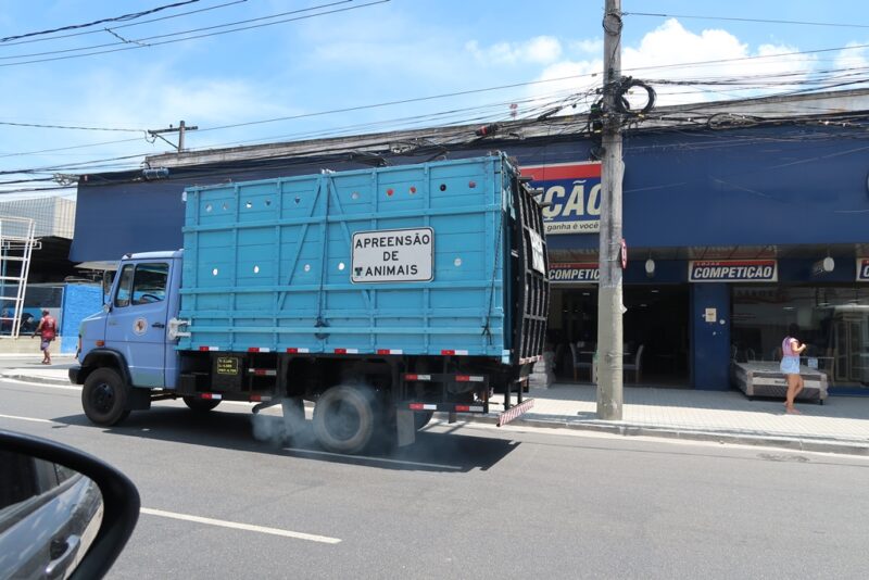 Prefeitura inicia rondas para apreensão de animais de grande porte