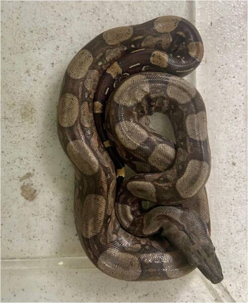 ASAS recebe mais de 200 animais silvestres em novembro