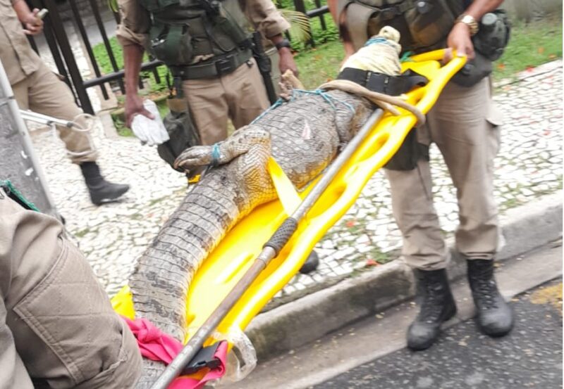 GM resgata jacaré em condomínio no Recreio dos Bandeirantes – Prefeitura da Cidade do Rio de Janeiro
