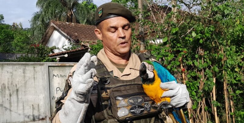 Guardas municipais resgatam arara-canindé em Barra de Guaratiba – Prefeitura da Cidade do Rio de Janeiro