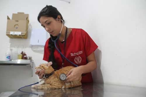 São Gonçalo reabre pré-agendamento para castração de cães e gatos