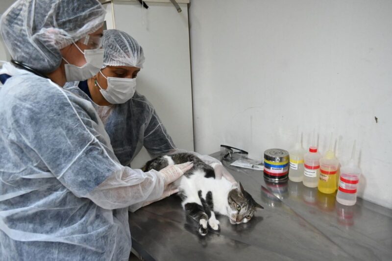 Prefeitura oferece tratamento gratuito contra fungo que atinge gatos – Prefeitura Municipal de Niterói
