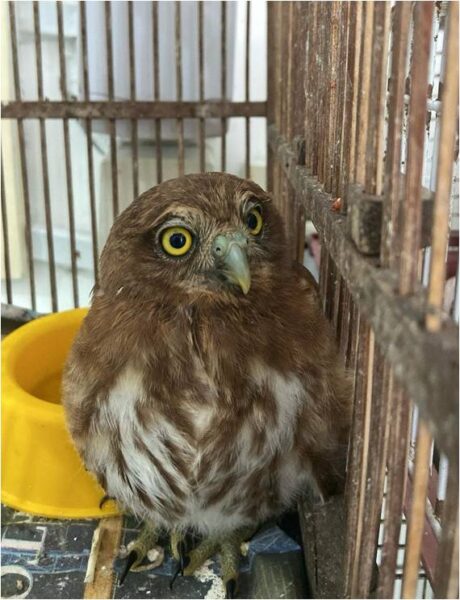 São Gonçalo comemora preservação da fauna silvestre