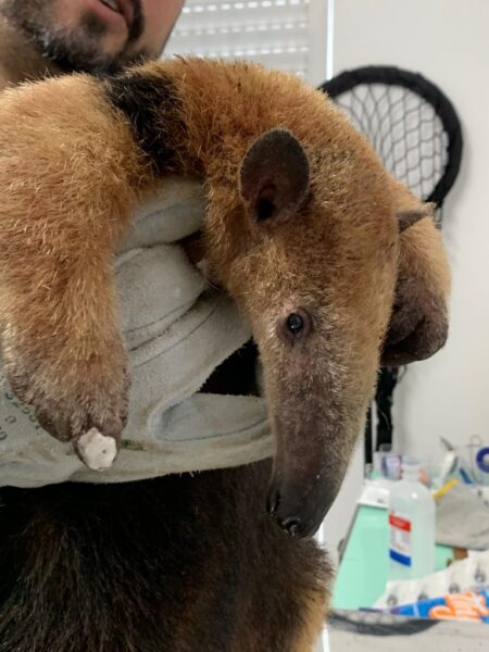ASAS reforça compromisso com a fauna e atende 198 animais em janeiro