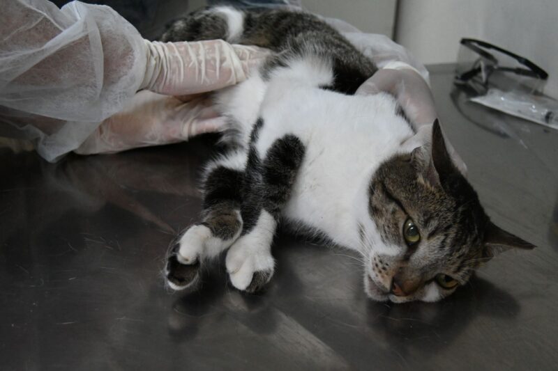 Niterói oferece consulta veterinária gratuita a cães e gatos em parceria com a UFF – Prefeitura Municipal de Niterói