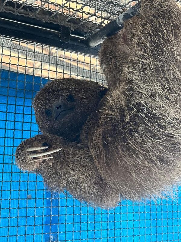 ASAS fortalece conservação da fauna e resgata 159 animais em fevereiro