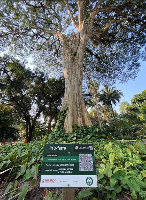Niterói recebe selo “Cidade Árvore do Mundo” pelo quarto ano seguido – Prefeitura Municipal de Niterói