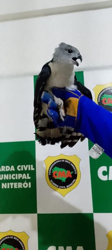 Coordenadoria de Meio Ambiente da Guarda de Niterói resgata gavião raro – Prefeitura Municipal de Niterói