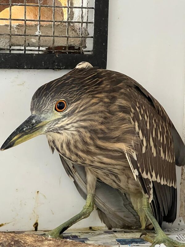 ASAS intensifica cuidado com a fauna local e atende 133 animais silvestres em março