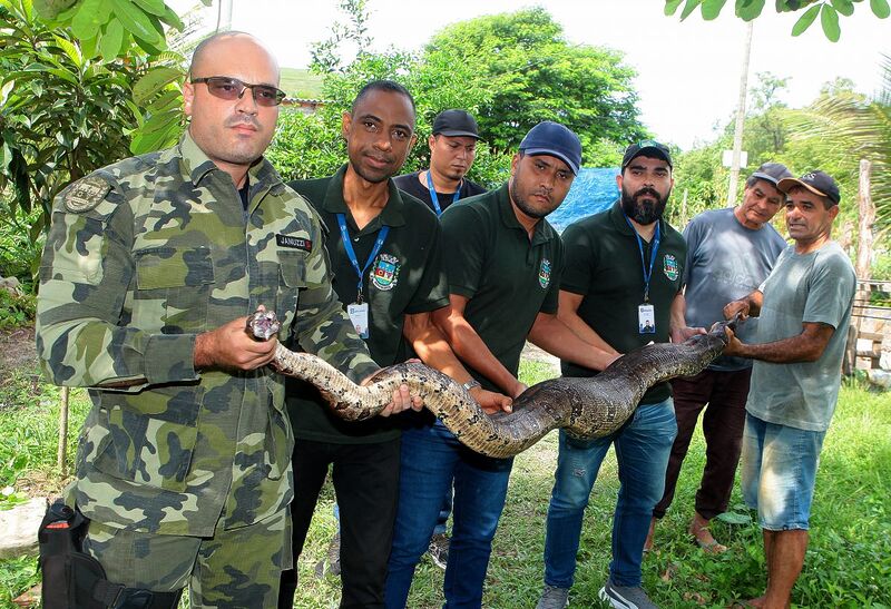 Guarda Municipal Ambiental de Nova Iguaçu devolve cobra jiboia resgatada ao seu habitat natural
