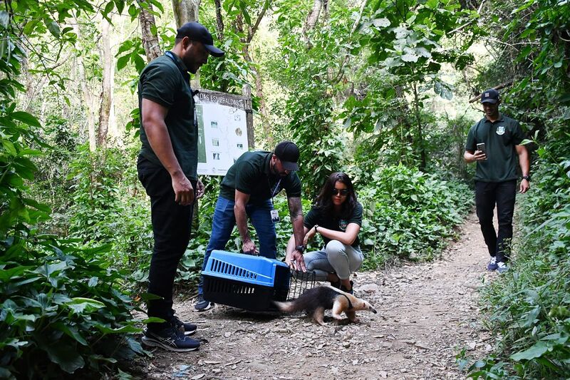 Guarda Municipal Ambiental de Nova Iguaçu devolve tamanduá resgatado ao seu habitat natural