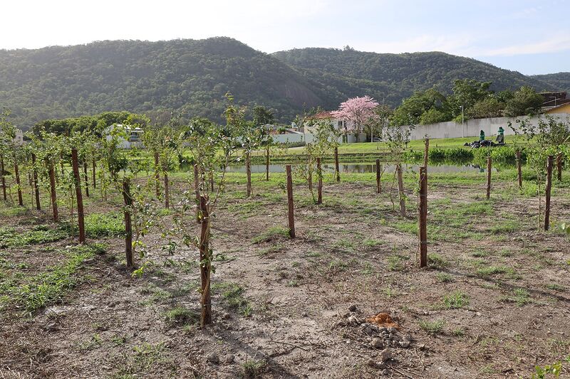 Niterói terá o maior pomar urbano do Brasil com 11 quilômetros de árvores frutíferas   – Prefeitura Municipal de Niterói