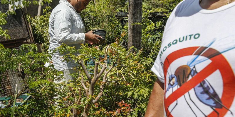 Dengue: SP, MG e PR concentram 73% dos casos e 86% dos óbitos