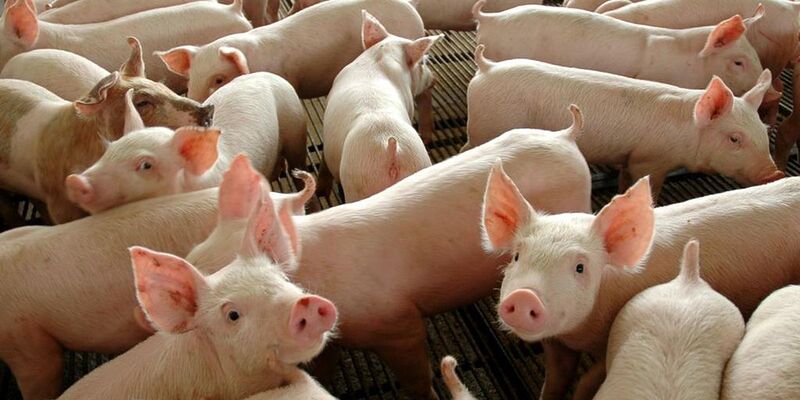 Chile passará a importar carne suína do Paraná