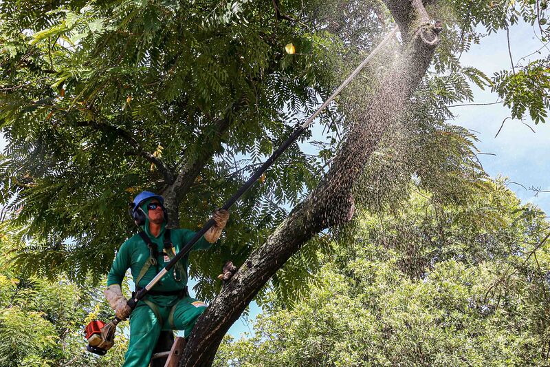 Poda de árvores interdita temporariamente a Estrada Leopoldo Fróes, em Niterói – Prefeitura Municipal de Niterói