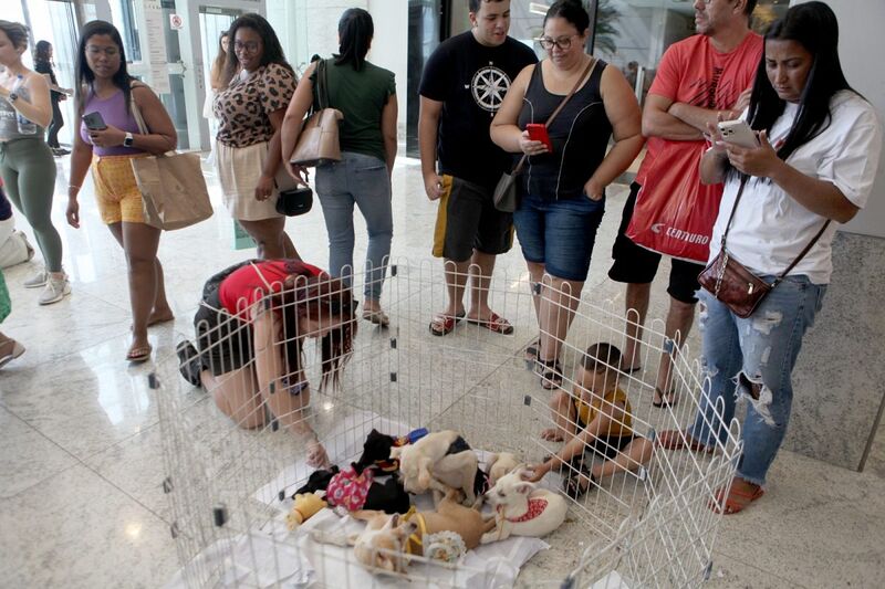 Pets ganham novo lar durante feira de adoção em Nova Iguaçu