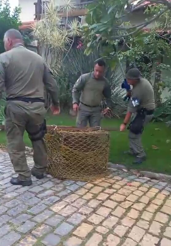 Capivara de 85 quilos se refresca em piscina em Itaipu e é resgatada pela Guarda Municipal – Prefeitura Municipal de Niterói