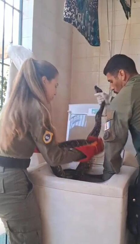 Depois de capivara em piscina e tamanduá em via pública, cobra é achada em uma máquina de lavar em Niterói  – Prefeitura Municipal de Niterói
